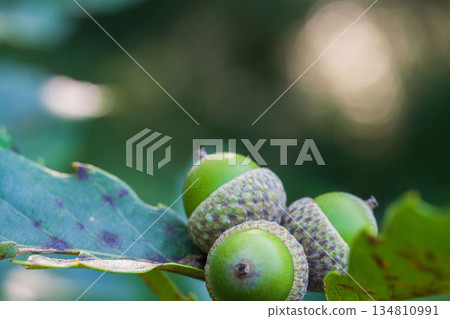 秋日森林微距攝影：樹上生長的綠色橡實 04 134810991