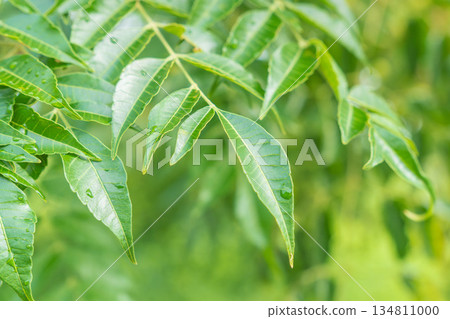 秋日森林:水滴閃耀在樹葉上 03 秋日森林:水滴閃耀在樹葉上 03 134811000