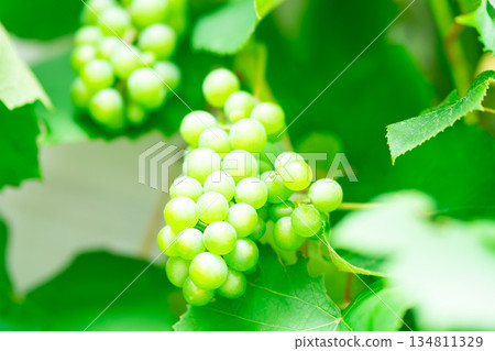 Lush grapes 134811329