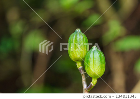 Autumn mountain: Ubayuri buds 01 134811343