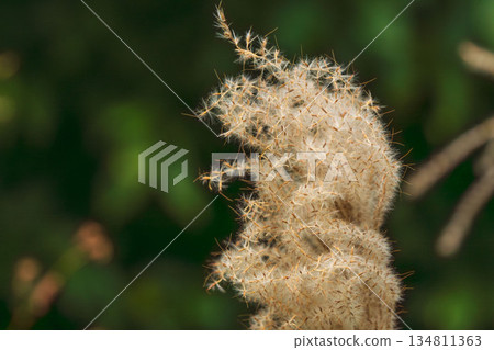 Close-up of silver grass in the autumn mountains 06 Close-up of silver grass in the autumn mountains 06 134811363