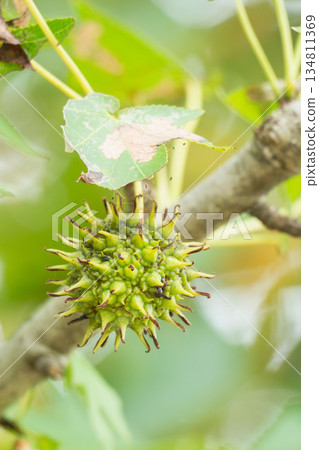 秋日森林 - 美國楓香樹的綠色莓果 01 秋日森林 - 美國楓香樹的綠色莓果 01 134811369