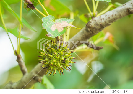 秋日森林:美國楓香樹的綠色莓果 02 秋日森林:美國楓香樹的綠色莓果 02 134811371