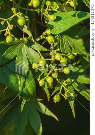 Autumn Forest Honeysuckle Fruit 02 134811376
