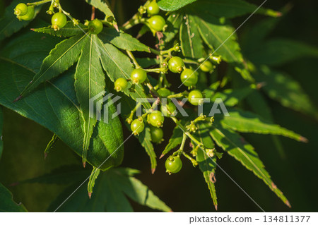 Autumn forest Honeysuckle fruit 03 134811377