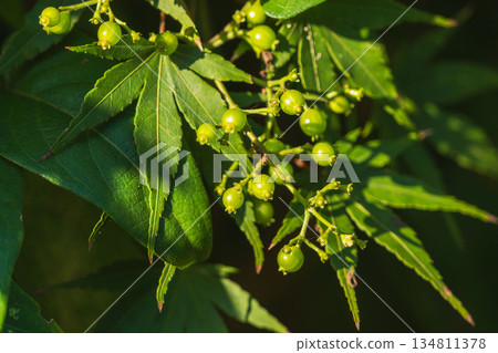 Autumn Forest Honeysuckle Fruit 04 134811378