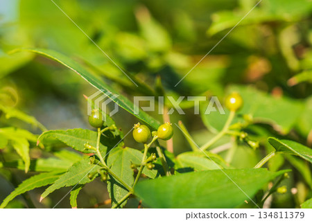 秋日森林金銀花果實 05 134811379