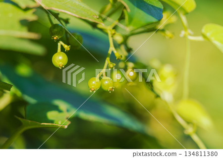 Autumn Forest Honeysuckle Fruit 06 134811380