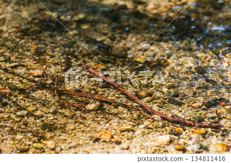 Autumn River - Close-up of the clear stream 95 Autumn River - Close-up of the clear stream 95 134811416