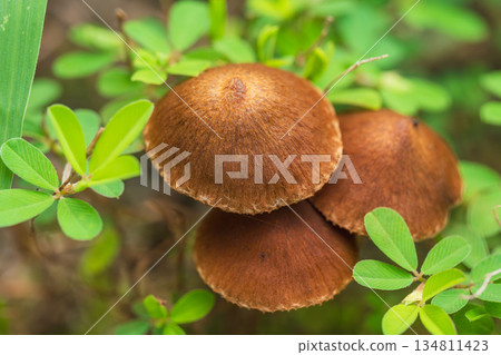 秋日草地上的褐色蘑菇 02 秋日草地上的褐色蘑菇 02 134811423