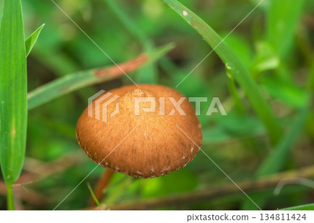 秋日草地上的褐色蘑菇 03 秋日草地上的褐色蘑菇 03 134811424
