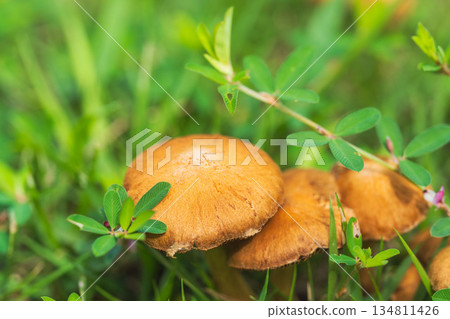 秋日草甸上的褐色蘑菇 05 秋日草甸上的褐色蘑菇 05 134811426