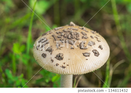 秋日草地上的白色蘑菇 11 秋日草地上的白色蘑菇 11 134811432