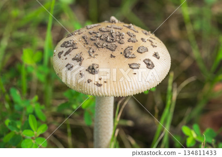 White mushrooms in the autumn meadow 12 134811433