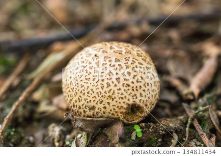 White mushrooms in the autumn meadow 13 134811434