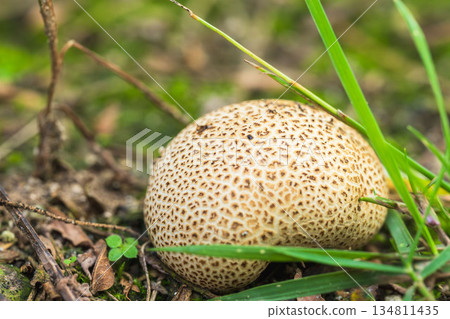 White mushrooms in the autumn meadow 14 White mushrooms in the autumn meadow 14 134811435
