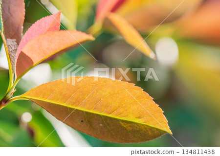 秋景:紅葉石楠葉變色 03 秋景:紅葉石楠葉變色 03 134811438