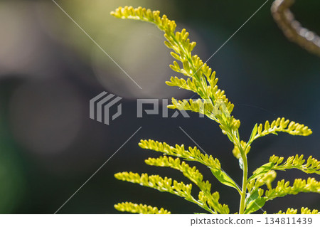 秋景：秋風中搖曳的金雞菊 01 134811439