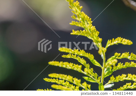 秋景：秋風中搖曳的金雞菊 02 134811440