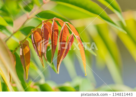 秋景：日本蠟葉開始變色 01 134811443
