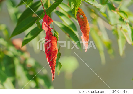 秋景：樹葉開始變色 04 134811453