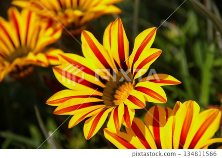 加札尼亞喜歡陽光,而且色彩繽紛。 加札尼亞喜歡陽光,而且色彩繽紛。 134811566