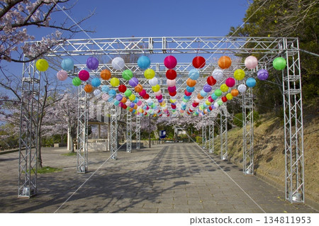 須茂浦敦盛公園的敦盛櫻花 134811953