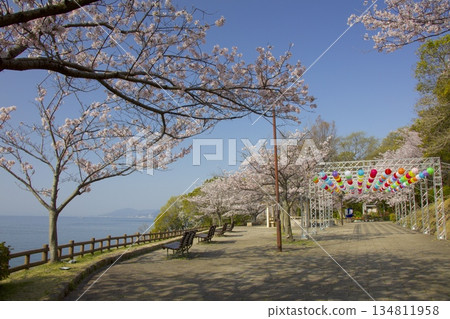 須茂浦敦盛公園的敦盛櫻花 134811958
