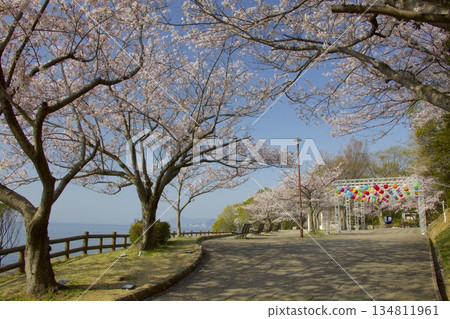 須茂浦敦盛公園的敦盛櫻花 134811961