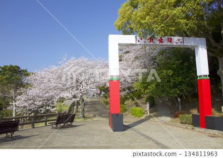 Atsumori Cherry Blossoms at Sumaura Atsumori Park 134811963