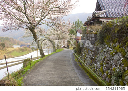 Mitaka Cherry Blossoms / Top 100 Cherry Blossom Spots in Japan Mitaka Cherry Blossoms / Top 100 Cherry Blossom Spots in Japan 134811965