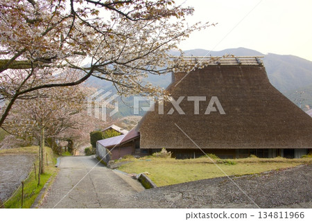 Mitaka Cherry Blossoms / Top 100 Cherry Blossom Spots in Japan 134811966