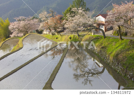 Mitaka Cherry Blossoms Mitaka Cherry Blossoms 134811972