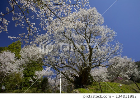 佛寺千年櫻花 134811982