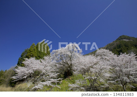 佛寺千年櫻花 佛寺千年櫻花 134811983