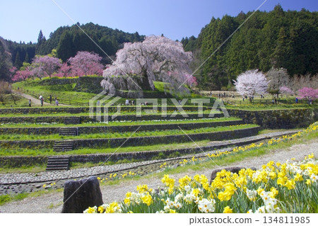 沐浴著朝陽的“又兵衛櫻” 134811985