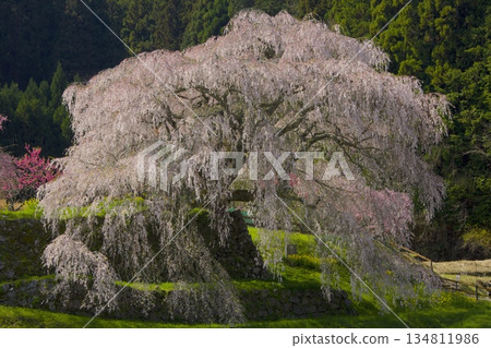 沐浴著朝陽的“又兵衛櫻” 134811986