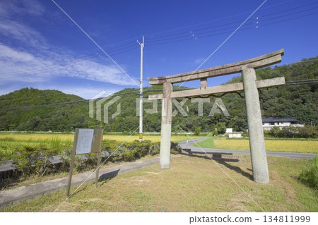 The stone torii gate of Sakatare Shrine and ripening rice fields 134811999