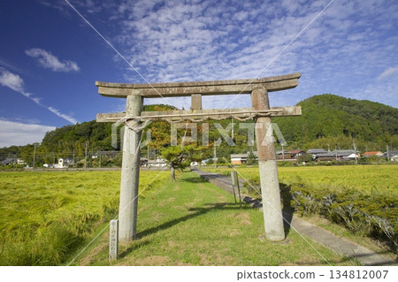 坂垂神社的石鳥居與成熟的稻田 134812007