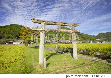 坂垂神社的石鳥居與成熟的稻田 坂垂神社的石鳥居與成熟的稻田 134812009