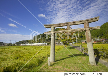 JR福知山線特急「鸛號」列車穿過稻田和坂垂神社的石鳥居。 JR福知山線特急「鸛號」列車穿過稻田和坂垂神社的石鳥居。 134812010