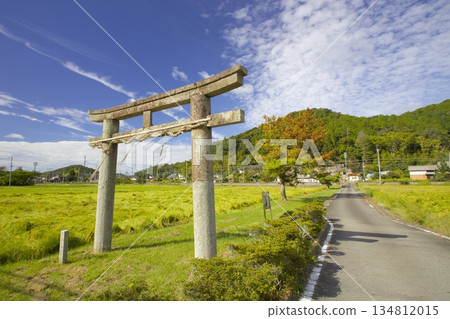 坂垂神社的石鳥居與成熟的稻田 坂垂神社的石鳥居與成熟的稻田 134812015