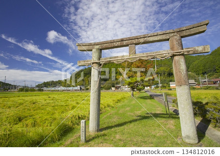 The JR Fukuchiyama Line running through the fields of ripening rice and the stone torii gate of Sakatare Shrine The JR Fukuchiyama Line running through the fields of ripening rice and the stone torii gate of Sakatare Shrine 134812016