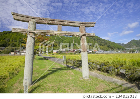 The JR Fukuchiyama Line running through the fields of ripening rice and the stone torii gate of Sakatare Shrine The JR Fukuchiyama Line running through the fields of ripening rice and the stone torii gate of Sakatare Shrine 134812018