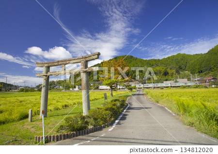 JR福知山線穿過稻田,途經成熟的稻田和坂垂神社的石鳥居。 JR福知山線穿過稻田,途經成熟的稻田和坂垂神社的石鳥居。 134812020