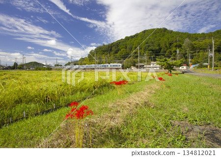 JR福知山線穿過鄉村,那裡有盛開的彼岸花和成熟的稻米。 JR福知山線穿過鄉村,那裡有盛開的彼岸花和成熟的稻米。 134812021
