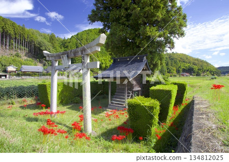 丹波福住住吉神社的鳥居和紅色的彼岸花，孤零零地矗立在紅井川沿岸的稻田中。 134812025