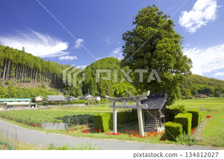 The torii gate and red spider lilies of Tanba Fukuzumi Sumiyoshi Shrine, standing alone in the rice fields along the Momii River 134812027