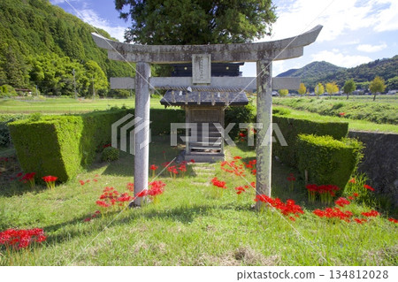 The torii gate and red spider lilies of Tanba Fukuzumi Sumiyoshi Shrine, standing alone in the rice fields along the Momii River 134812028