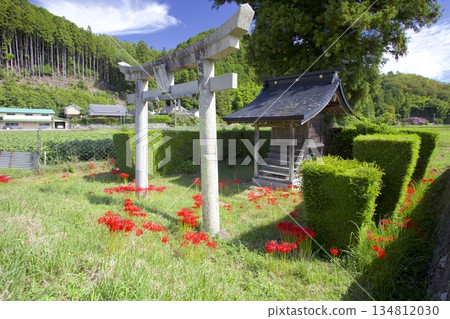 The torii gate and red spider lilies of Tanba Fukuzumi Sumiyoshi Shrine, standing alone in the rice fields along the Momii River 134812030